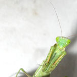 Insectos thumbnail 2