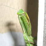 Insectos thumbnail 1