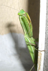 Mantis