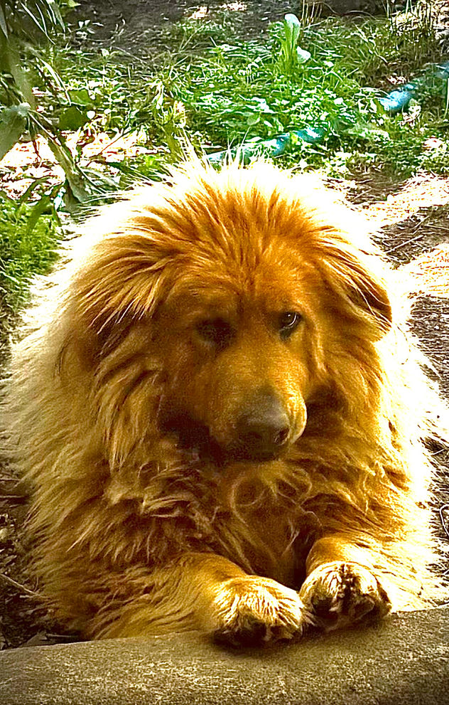 Mi Leona