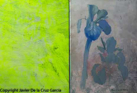 Flores