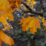 Hojas de otoño thumbnail 1