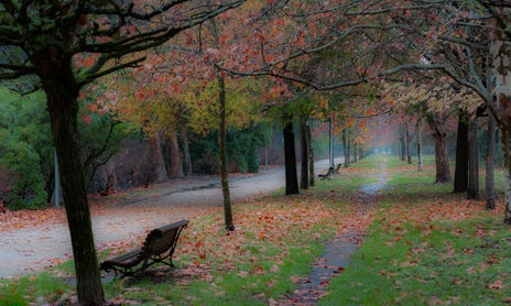 Hojas de otoño