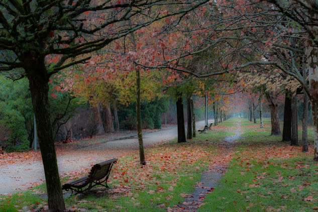 Cuando la lluvia cae Naturaleza Color (Digital)