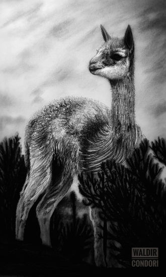 VICUÑA Graphite Paper Animals