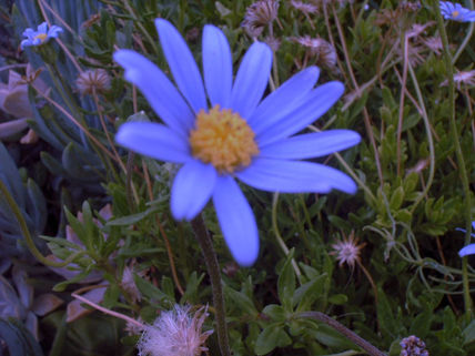 F. 27 blue