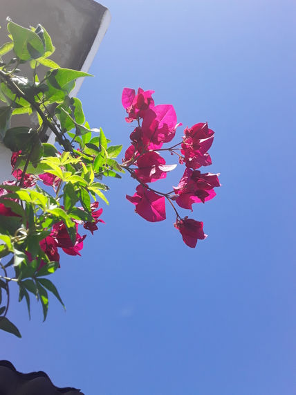 Flores coloridas