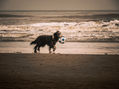 Perro en la playa