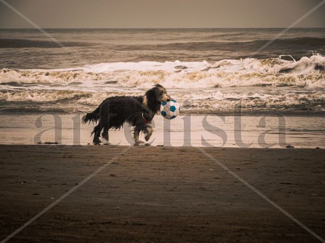 Perro en la playa