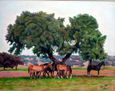 caballos en descanso