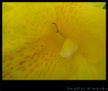 amarilla