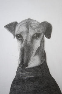 Galgo rescatado