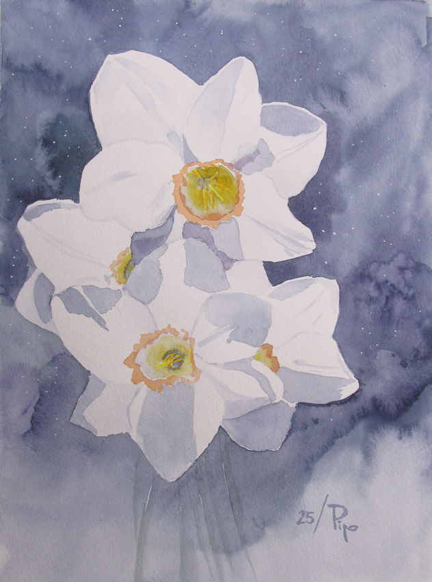narcisos