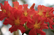 Flores en Dublín