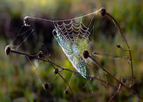 Telaraña