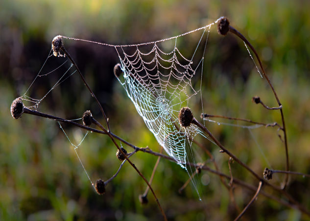 TELARAÑA Nature Color (Digital)