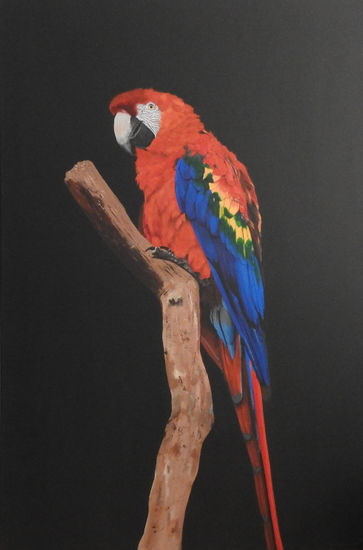 Pepé el guacamayo Acrylic Canvas Animals