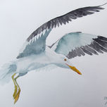 pájaros thumbnail 2