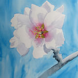 almendros thumbnail 1
