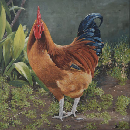 Gallo i