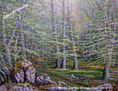 Hayedos en Opakua. (Álava) 27x35 cm nº 33. Óleo / Lienzo.