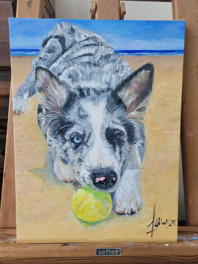 Border Collie con pelota