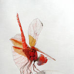 insectos thumbnail 1