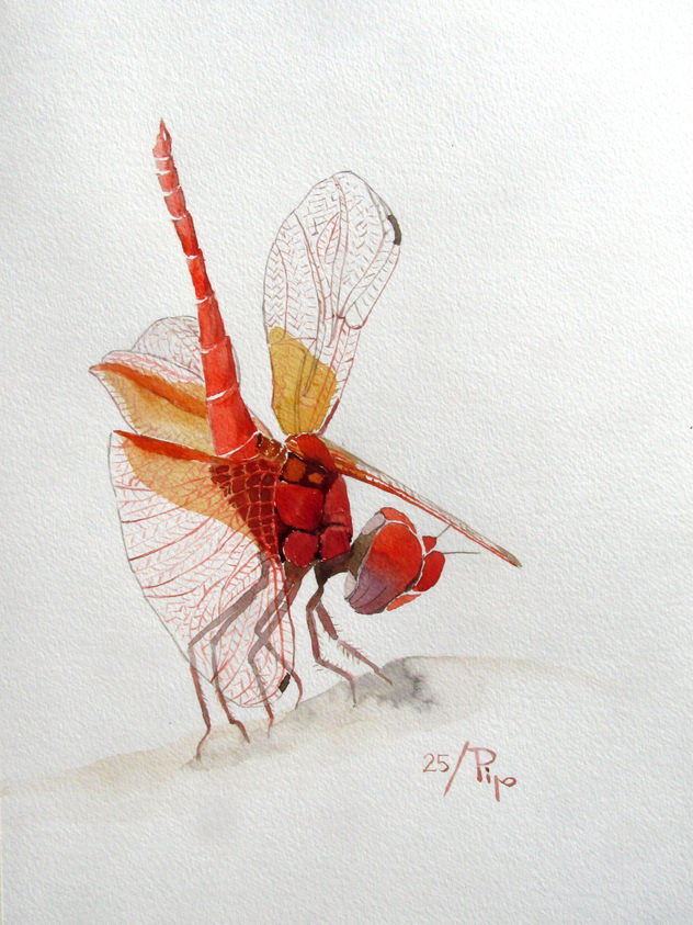 libélula roja 2