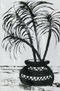 Palmera 2