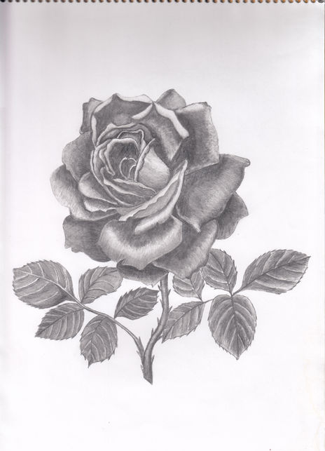 Rosa