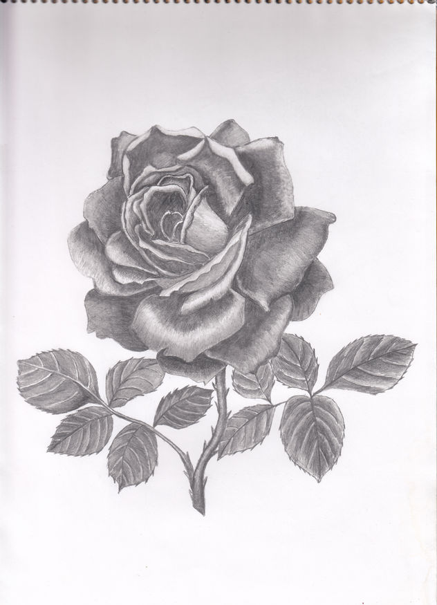 Rosa