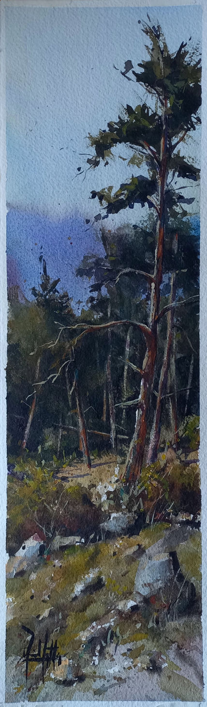 Pinos de Navacerrada