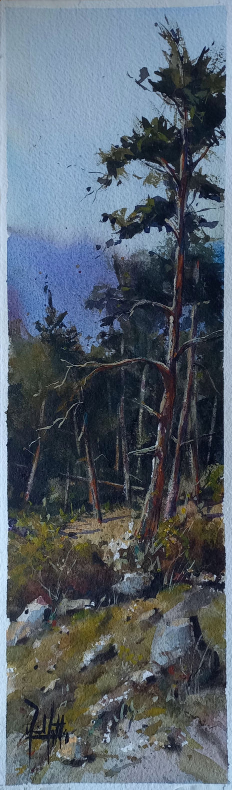 Pinos de Navacerrada