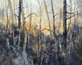 Paisaje Bosque
