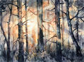 Paisaje Bosque
