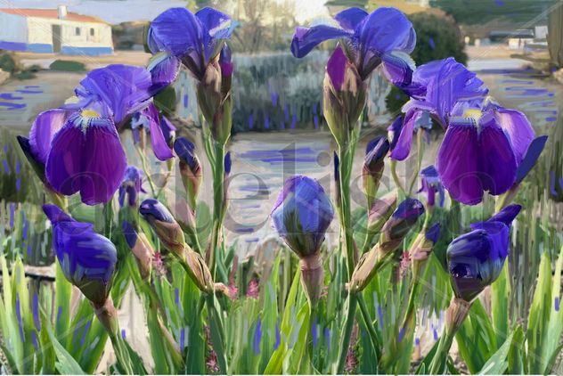 imprexpresionismo - flores de Castilla La Mancha II