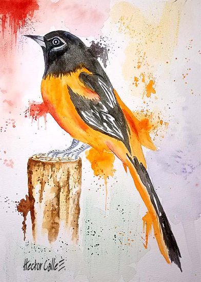 Turpial Watercolour Paper Animals