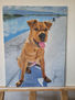 Shar pei