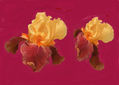 imprexpresionismo - flores de Castilla La Mancha VIII