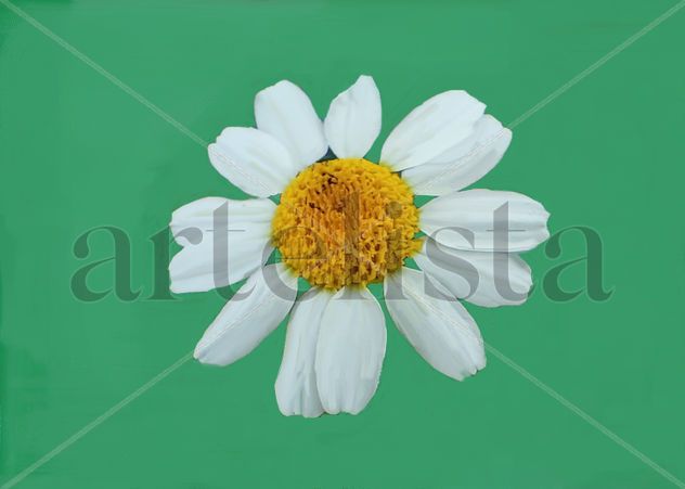 imprexpresionismo - flores de Castilla La Mancha XII
