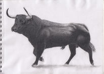 Toro