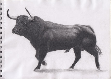 Toro