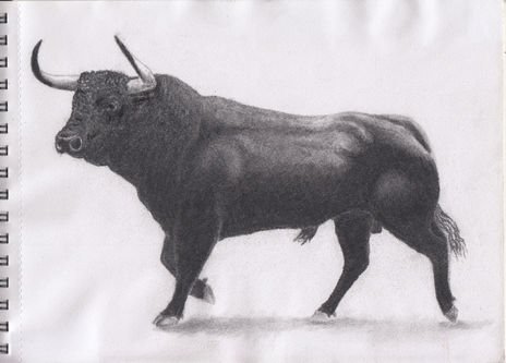 Toro