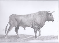 Toro