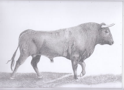 Toro
