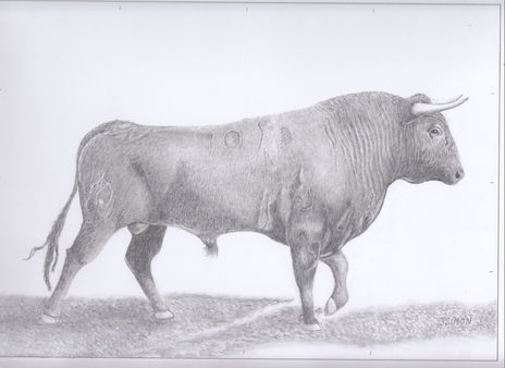 Toro