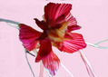 imprexpresionismo - flores de Castilla La Mancha XVII
