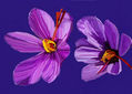 imprexpresionismo - flores de Castilla La Mancha XIX