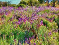 2025 - imprexpresionismo - flores de Castilla La Mancha XX