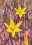 imprexpresionismo - flores de Castilla La Mancha XXI